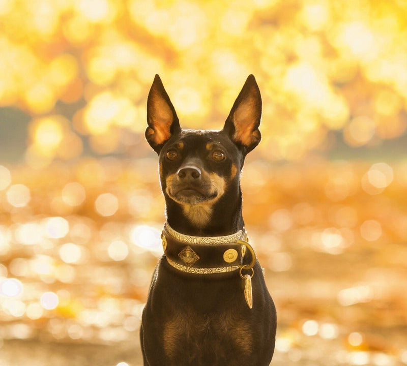 Buddha Paisley Hund halsband - BARCELONADOGS