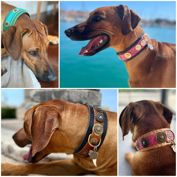 Our Rhodesian Ridgeback happy clients <3