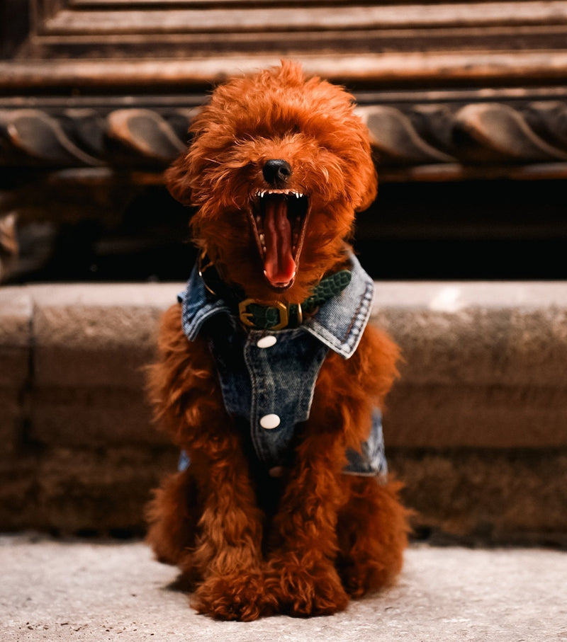 Dog Jeans Jacket S to M breeds