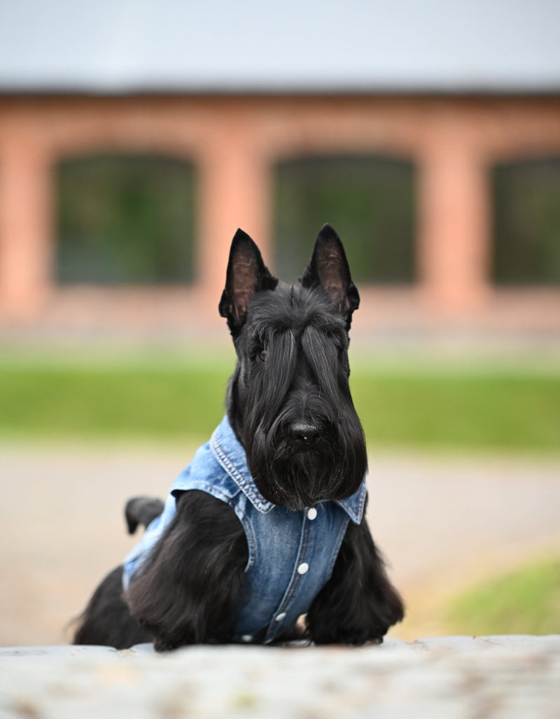 Dog Jeans Jacket S to M breeds