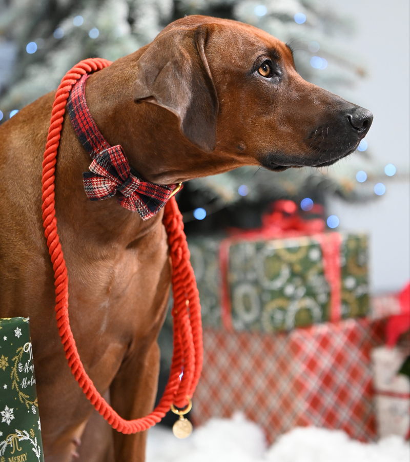 Tartan Bow tie