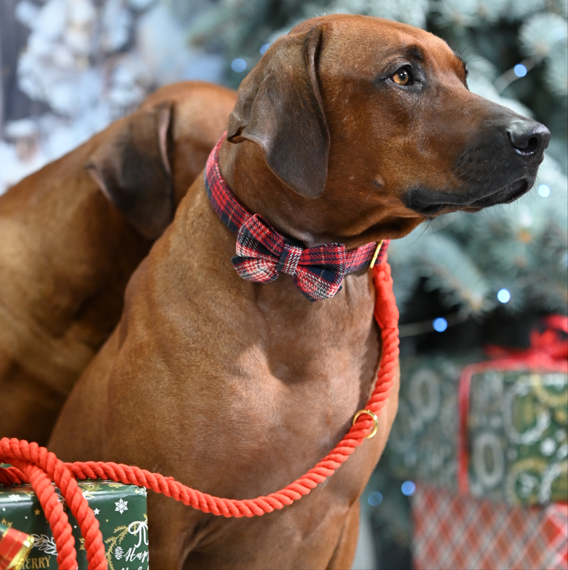 Rope leash for dogs