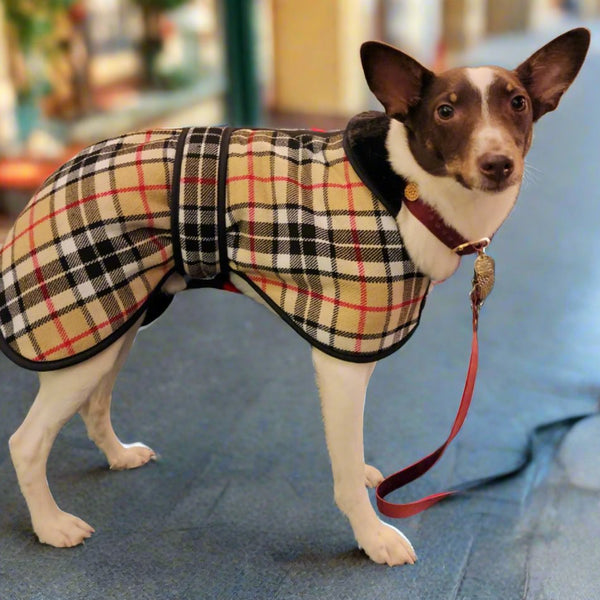 dog cat camel tartan