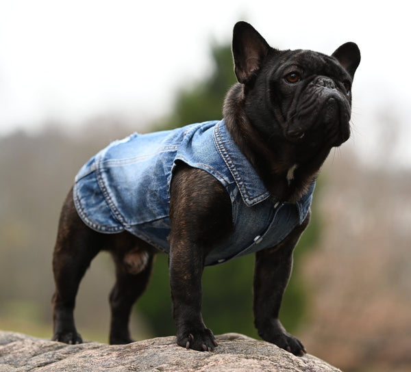 Dog Jeans Jacket S to M breeds