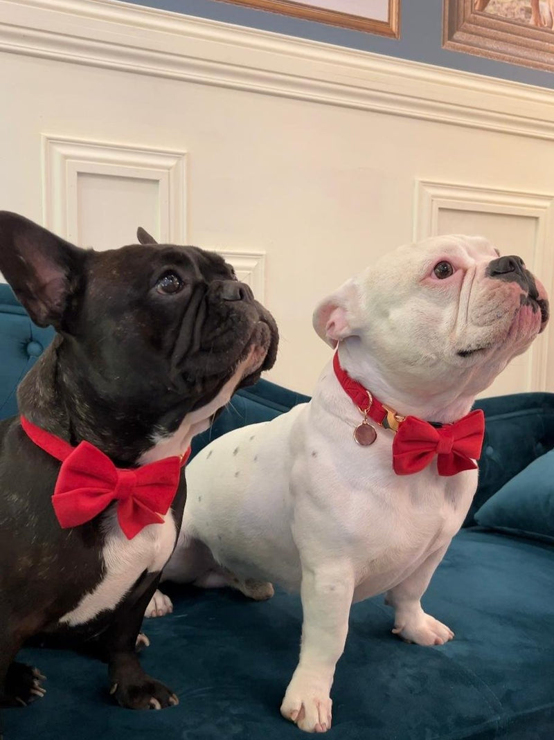 French Bulldog in red velvet bow tie L