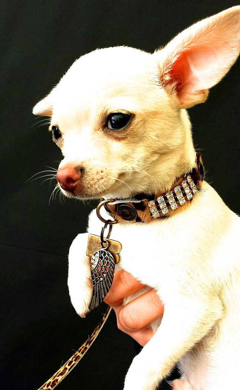 Masculino Zanzibar Dog Collar