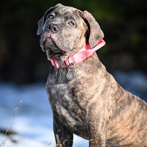 adjustable working dog collar in pink coral