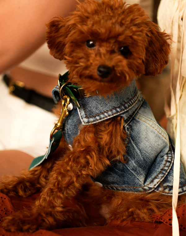 Dog Jeans Jacket S to M breeds