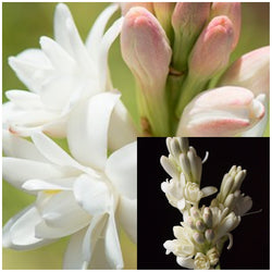 Tuberose, Nardo