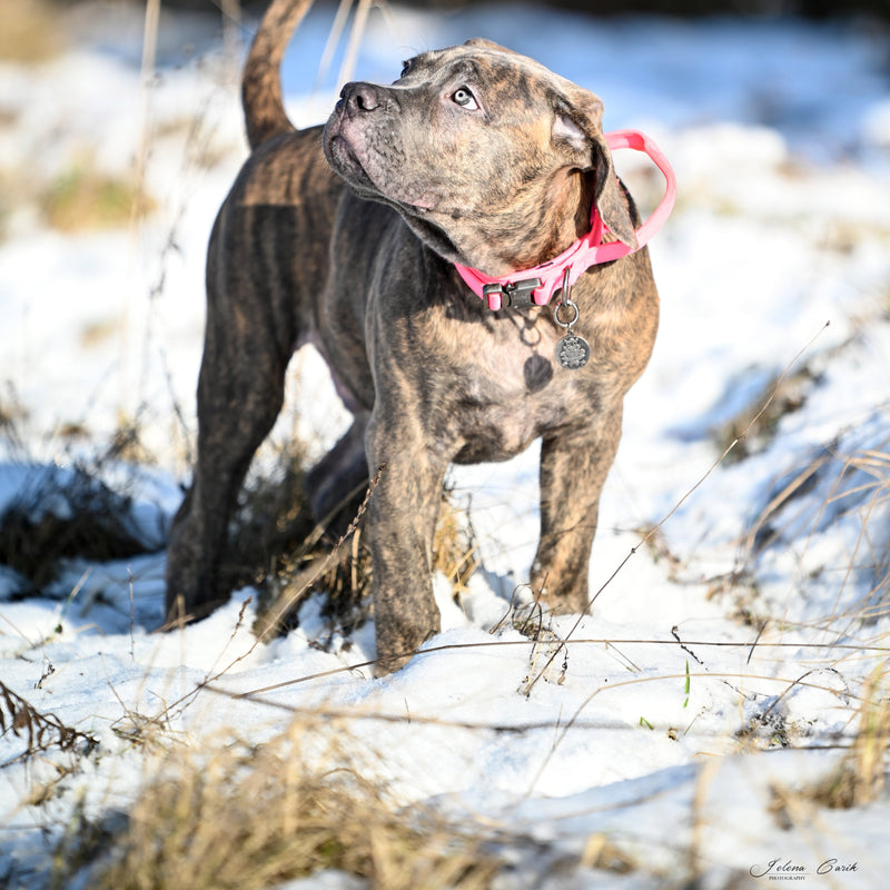 Working dog fabric collar