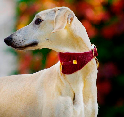 Bizarre Sighthound Collar - BARCELONADOGS