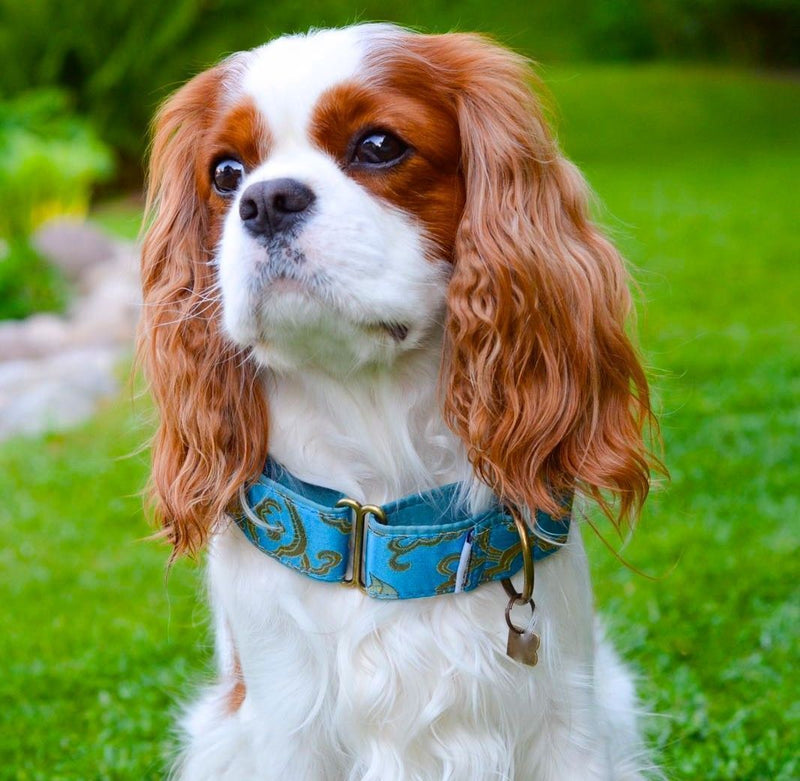 Normal Width Size M Martingale 28-50cm - BARCELONADOGS
