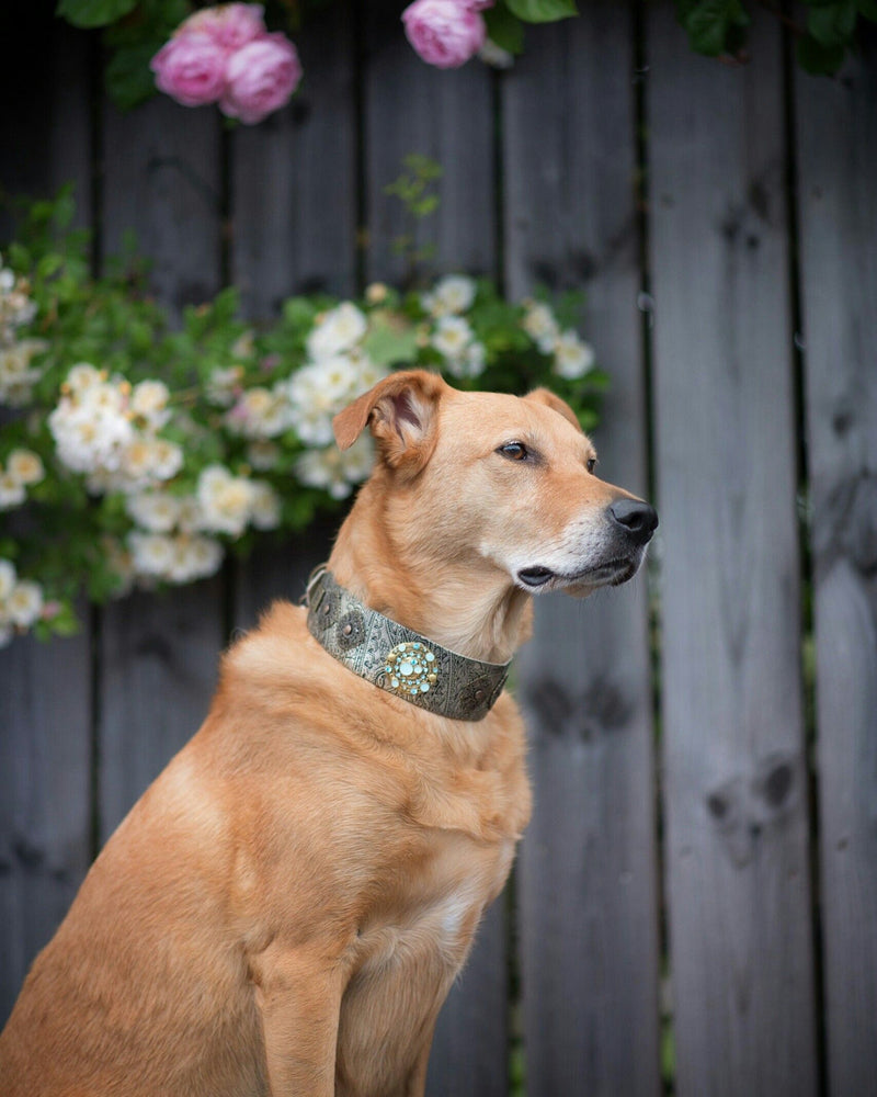 Persian Paisley Dog Collar - BARCELONADOGS