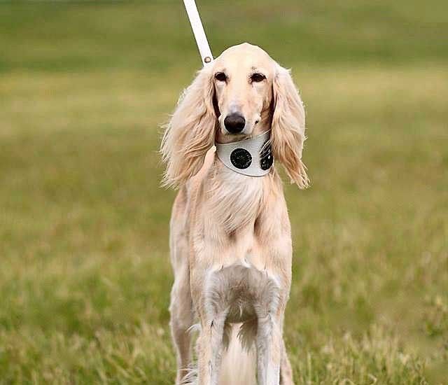 Flower Power Sighthound Collar - BARCELONADOGS