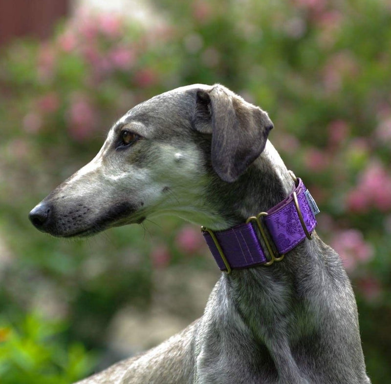 Extra Wide Martingale (28-50 cm) - BARCELONADOGS