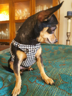 Pepita Dog Harness - BARCELONADOGS