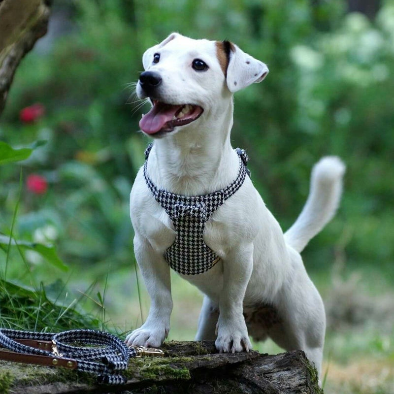 Pepita Dog Harness - BARCELONADOGS