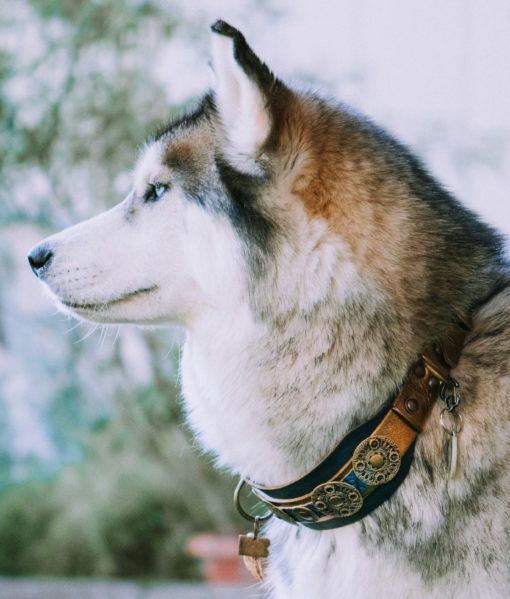 Viking de Luxe Dog Collar - BARCELONADOGS