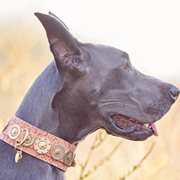 Simply Casablanca XXL Dog Collar - BARCELONADOGS