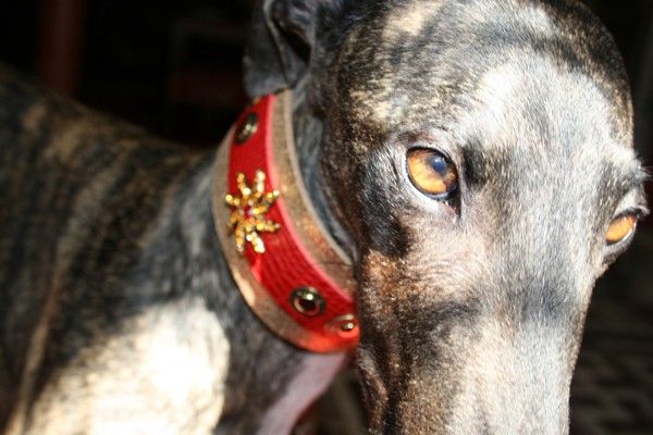 Starfish Dog Collar - BARCELONADOGS