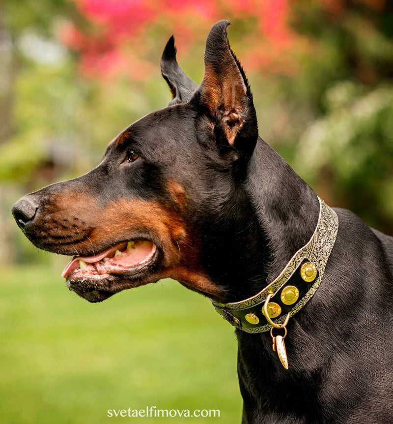 Buddha Paisley Dog Collar - BARCELONADOGS