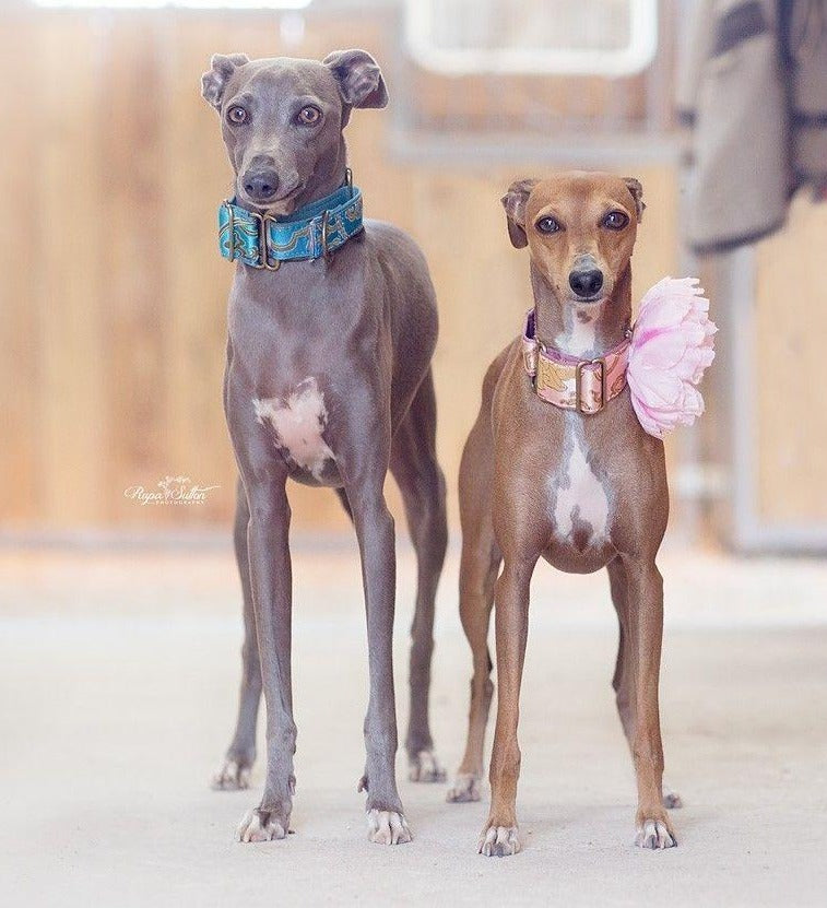 Italian Greyhound Martingale - BARCELONADOGS