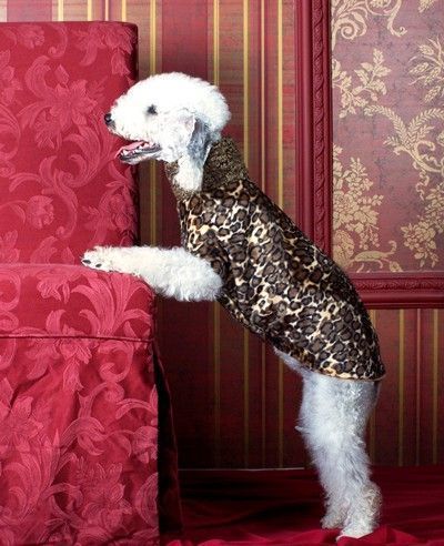 Leopard Sighthound shaped Dog Coat - BARCELONADOGS