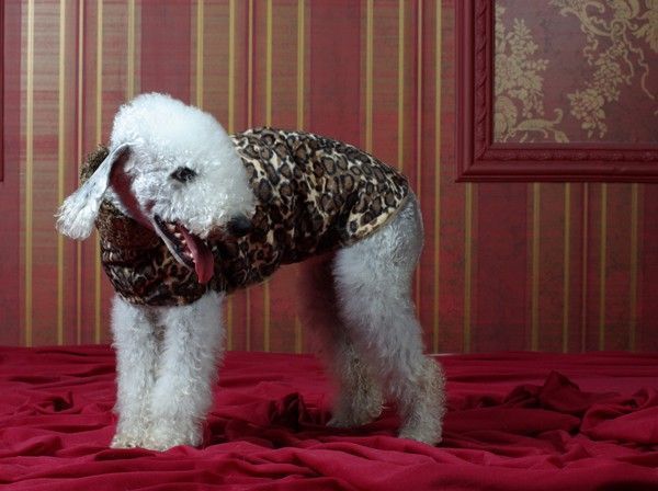 Leopard Dog Coat - BARCELONADOGS