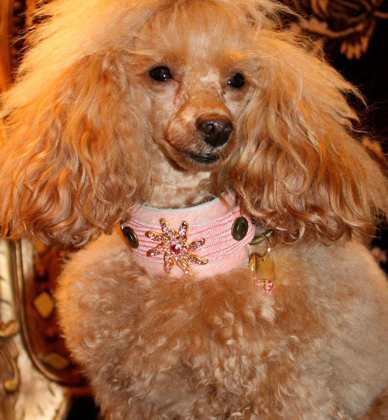 Starfish Dog Collar - BARCELONADOGS