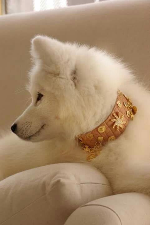 Russia Dog Collar - BARCELONADOGS