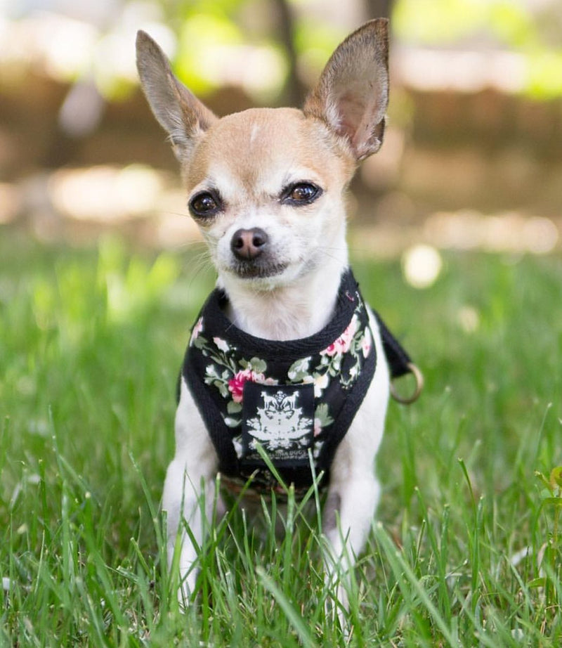 Black Vintage Rose Harness with Leash - BARCELONADOGS