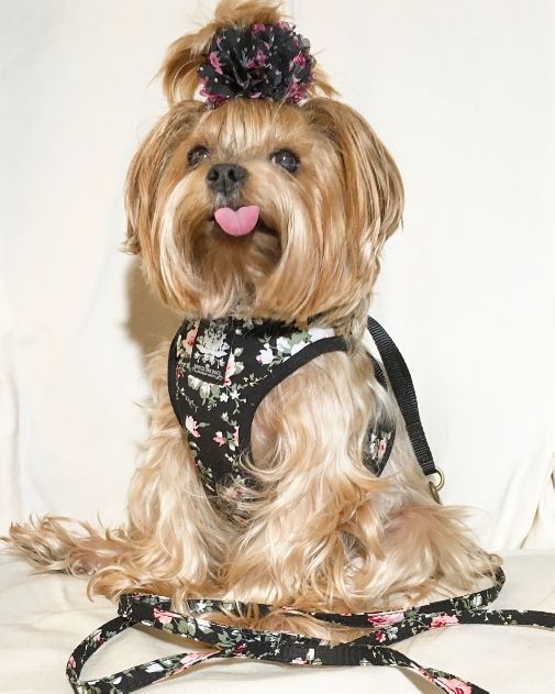 Black Vintage Rose Harness with Leash - BARCELONADOGS