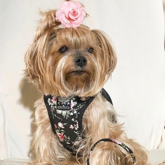 Black Vintage Rose Harness with Leash - BARCELONADOGS