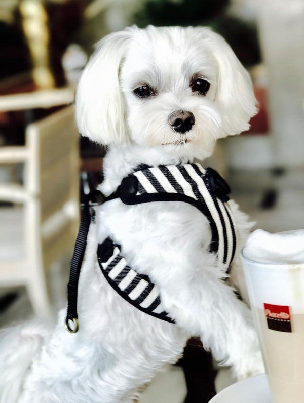 Striped Black & White Harness with Leash - BARCELONADOGS