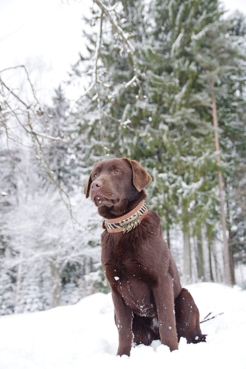 Kwatile Dog Collar