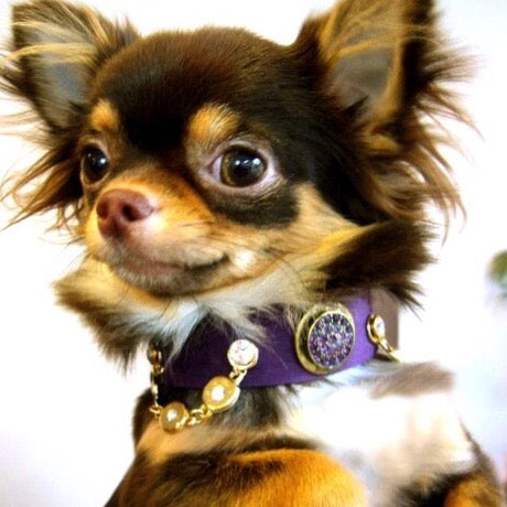 Legend Dog Collar - BARCELONADOGS
