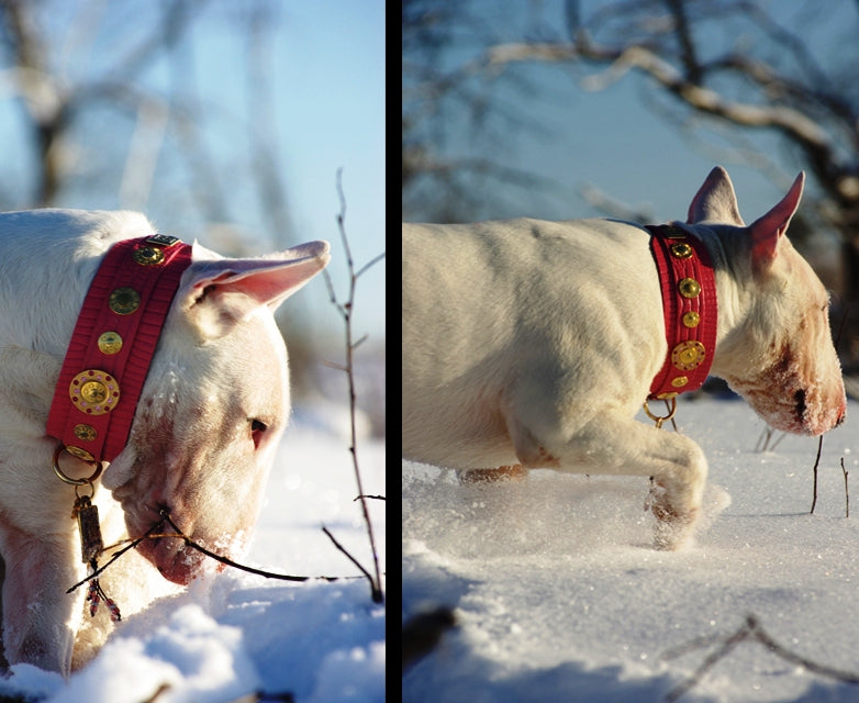 Casablanca XXL wide Dog Collar