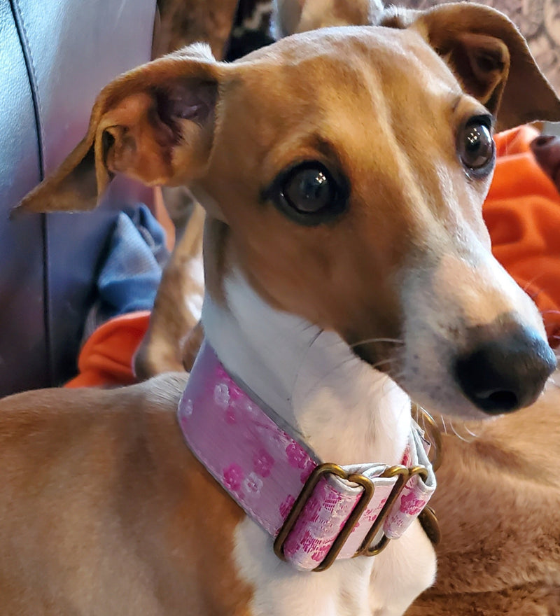 Italian Greyhound Martingale