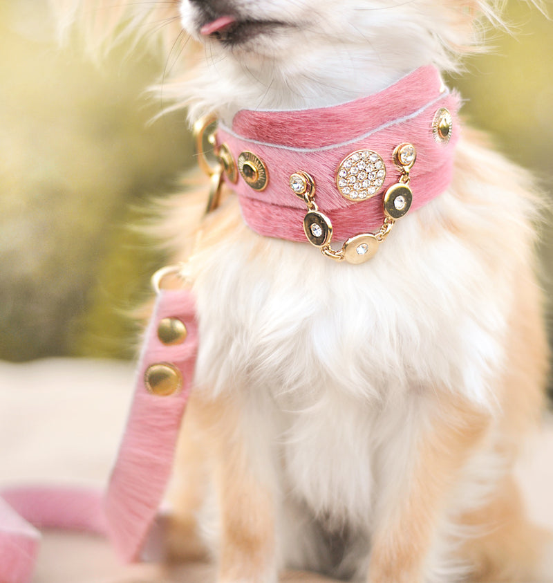 Half a Legend Italian Greyhound Collar