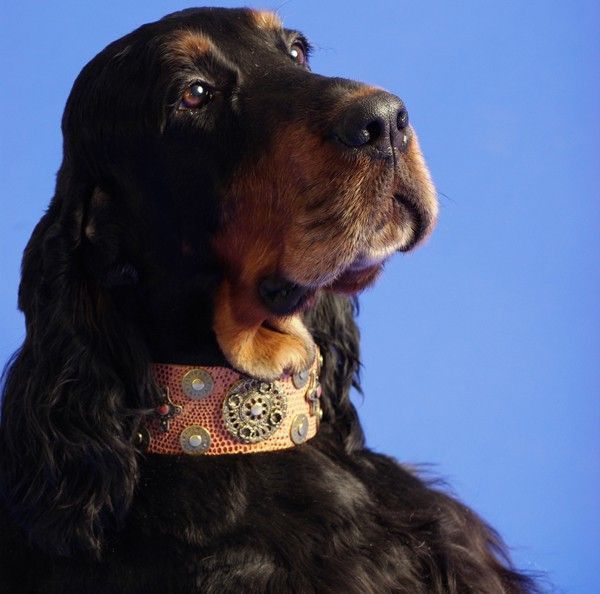 Hunter Dog Collar - BARCELONADOGS