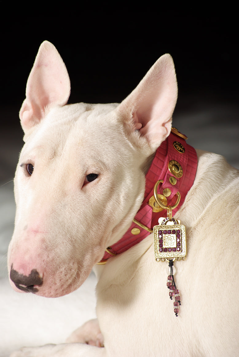 Casablanca XXL wide Dog Collar