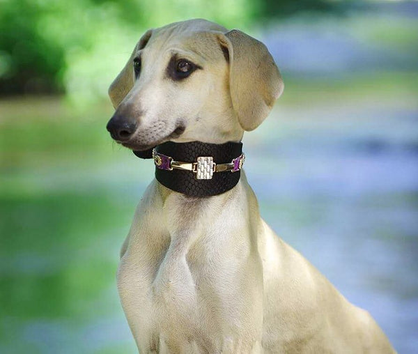 Saigon Sighthound Collar - BARCELONADOGS