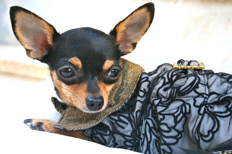 Lace Dog Coat - BARCELONADOGS