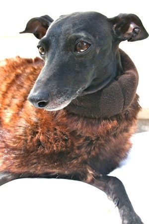 Winter Coat Piccolo Zorro - BARCELONADOGS