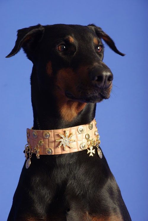 Russia Dog Collar - BARCELONADOGS
