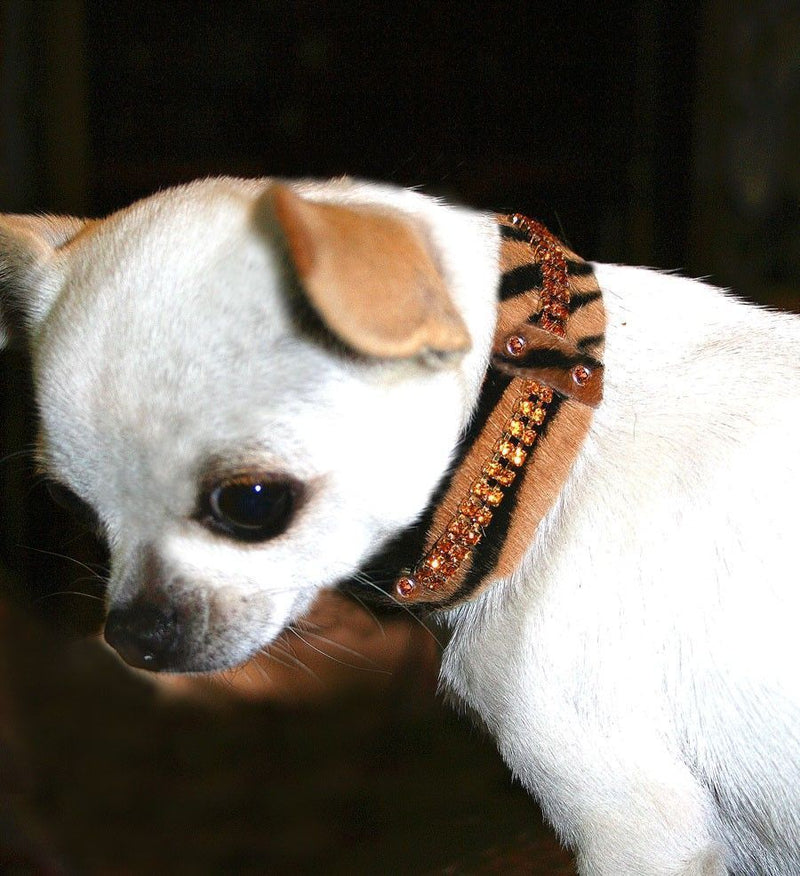 Serendipity Dog Collar - BARCELONADOGS