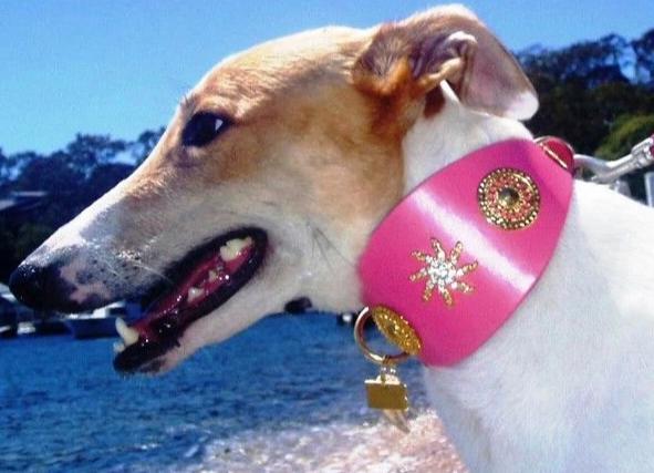 Star Sighthound Collar - BARCELONADOGS