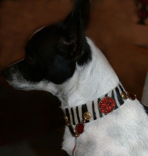 Zebra Safari Dog Collar - BARCELONADOGS