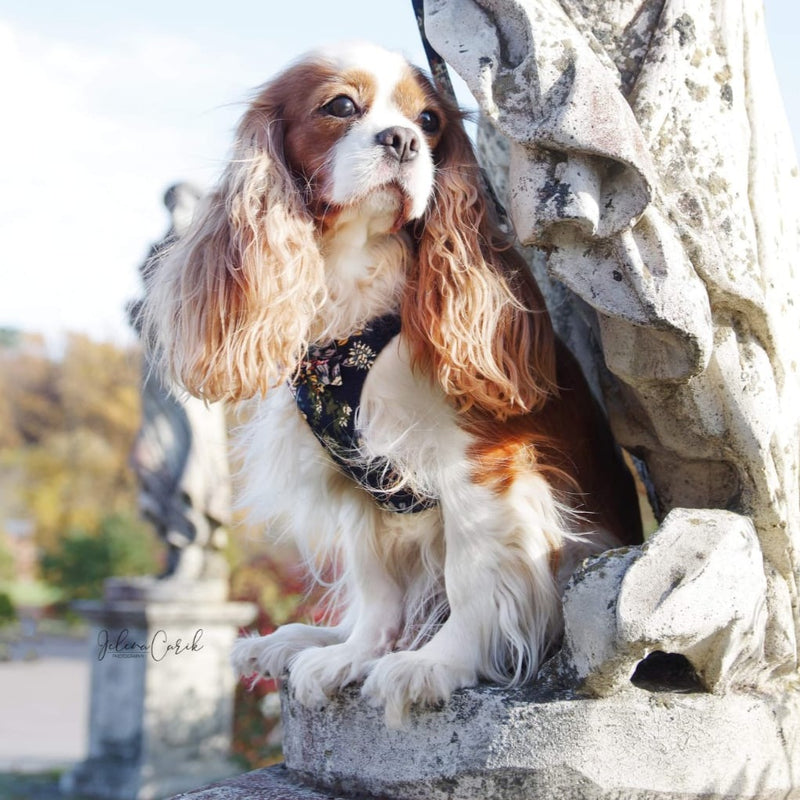 LUXURY Tropical Navy Harness