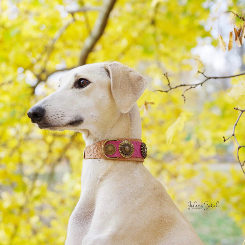 Mother Of Dragons Dog Collar - BARCELONADOGS